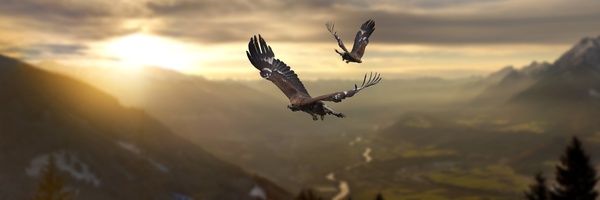 Adler im Flug